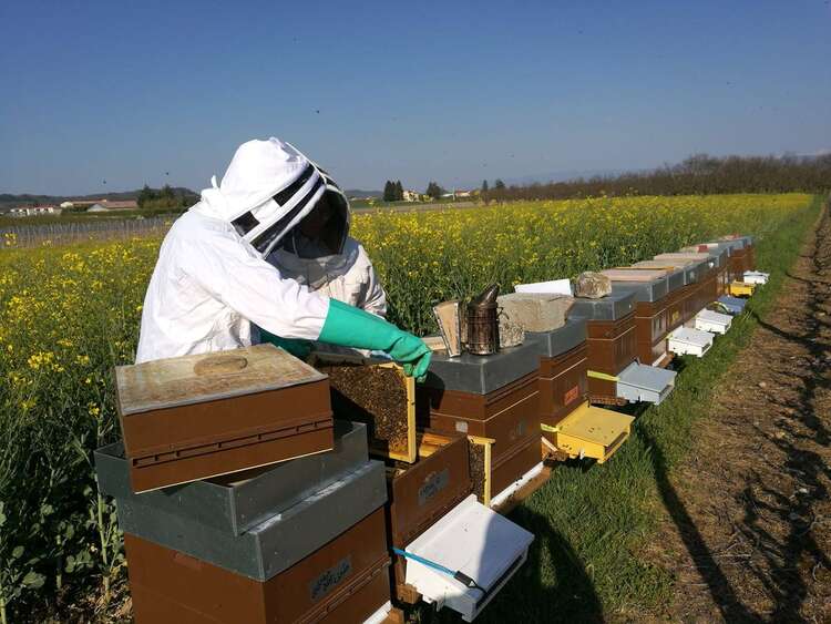 Initiation à l'apiculture : Initiation à l'apiculture