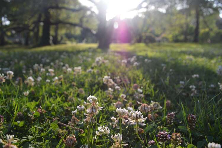 Miel de toutes fleurs : Miel de toutes fleurs