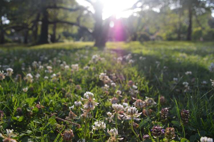 Miel de toutes fleurs : Miel de toutes fleurs