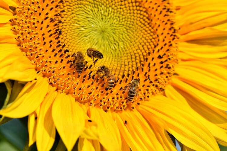 Miel de tournesol : Miel de tournesol