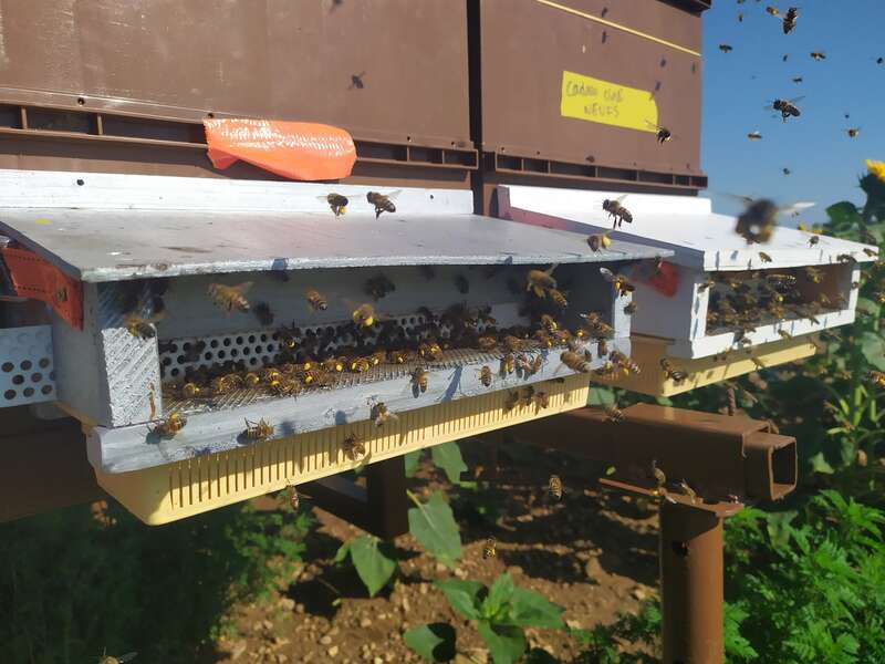 Essaims d'abeilles 6 cadres en stock - Aufildumiel